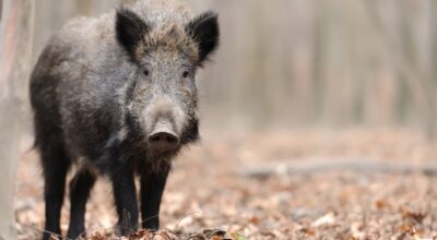 Disciplinare per la gestione della specie cinghiale nella Regione Lazio, stagione venatoria 2023-2024