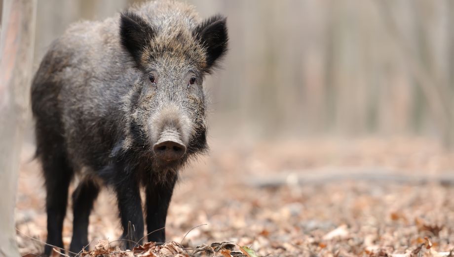 Disciplinare per la gestione della specie cinghiale nella Regione Lazio, stagione venatoria 2023-2024